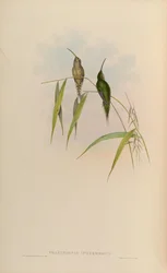 Phaethornis intermedius = Phaethornis squalidus